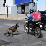 Perros vagabundos, La Tribuna