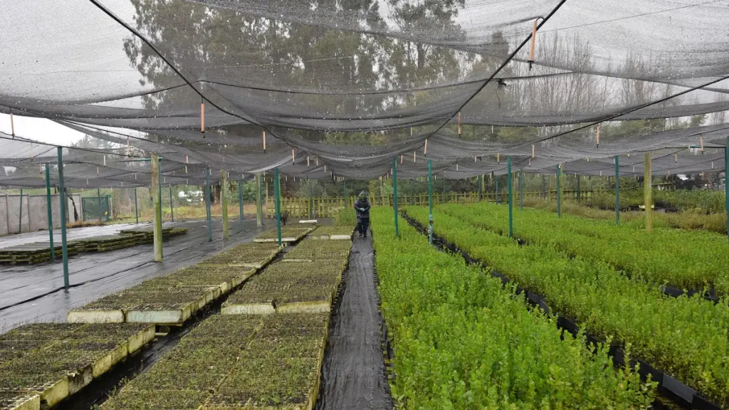 El vivero Duqueco mantiene cerca de 40 especies, principalmente nativas, destinadas a programas de arborización y recuperación de espacios verdes., Fredy Muñoz | La Tribuna