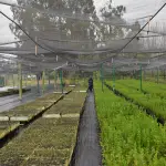 El vivero Duqueco mantiene cerca de 40 especies, principalmente nativas, destinadas a programas de arborización y recuperación de espacios verdes., Fredy Muñoz | La Tribuna