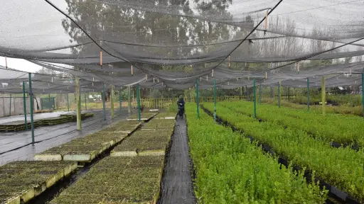 Vivero de Los Ángeles superó las 1.300 postulaciones por árboles nativos