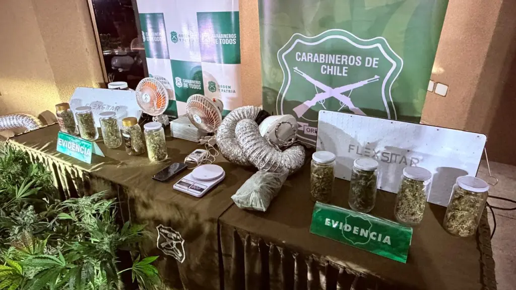 Funcionarios policiales incautaron un total de 264 plantas del género Cannabis Sativa, además de 466 gramos de marihuana elaborada, Carabineros de Chile