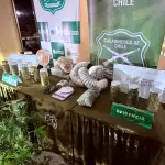 Funcionarios policiales incautaron un total de 264 plantas del género Cannabis Sativa, además de 466 gramos de marihuana elaborada, Carabineros de Chile