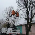 Plan invierno 2026: Poda en Los Ángeles para evitar emergencias, Municipalidad de Los Ángeles 