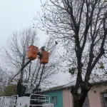 Poda, Municipalidad de Los Ángeles