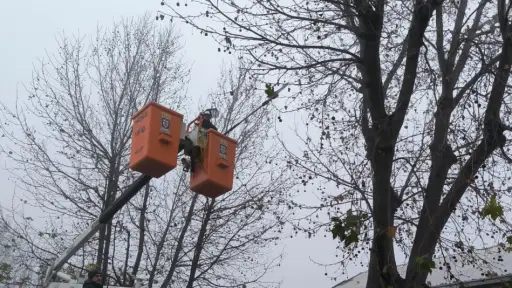 Plan de poda invernal en Los Ángeles considera más de 8.500 árboles