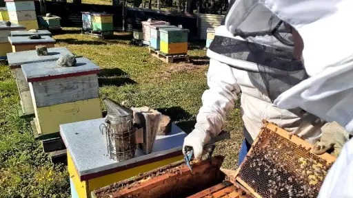 Nueva regulación de agroquímicos busca mitigar la mortalidad de abejas en Chile