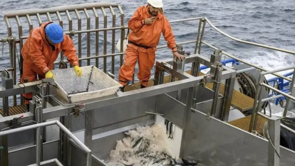Lanzamiento del Cupón de Pesca Artesanal: beneficio estatal para pescadores, Internet 