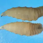 Su impacto no se limita al ganado. También puede afectar a animales silvestres, mascotas e incluso seres humanos, aunque estos últimos casos son menos frecuentes., Gusano barrenador (CDC)