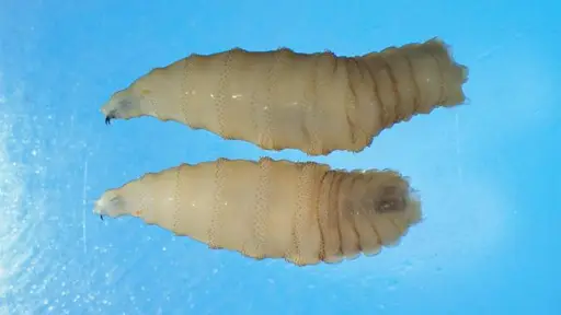 Qué es el gusano barrenador: el parásito que devora tejido vivo y preocupa a Estados Unidos