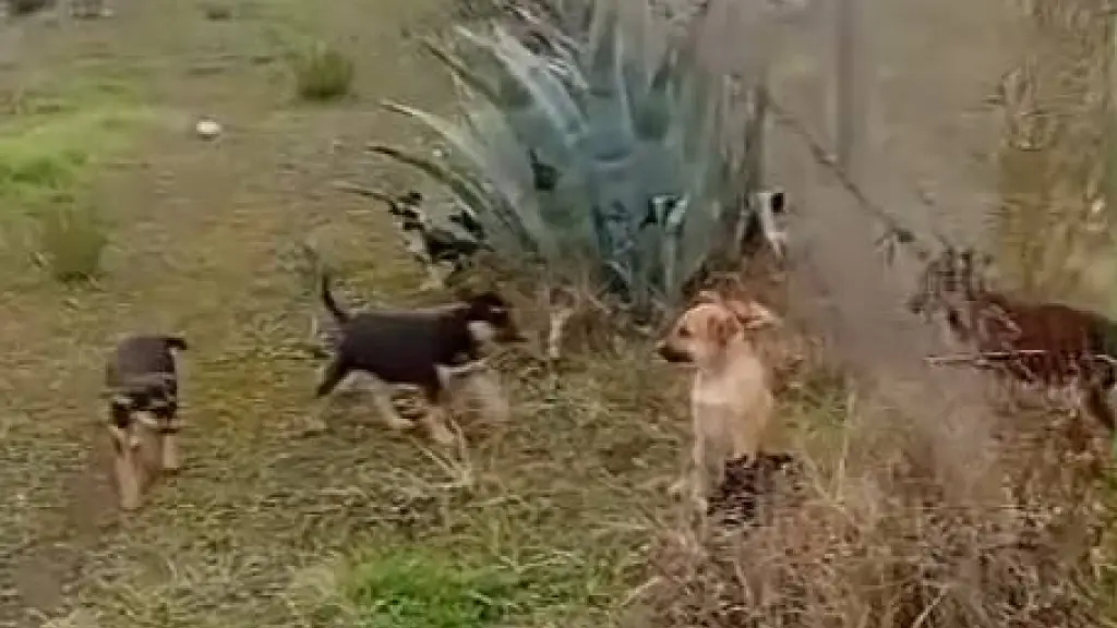 Reportan abandono de más de siete cachorros en sector María Dolores de Los Ángeles, La Tribuna