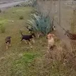 Reportan abandono de más de siete cachorros en sector María Dolores de Los Ángeles, La Tribuna