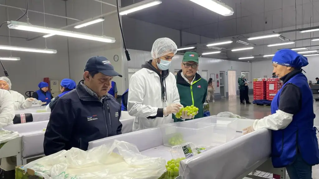 El embalaje y control de calidad de uva de mesa bajo el protocolo de Systems Approach con destino a Estados Unidos en los huertos de origen evita la fumigación de la fruta en los puertos de arribo, asegurando su conservación.