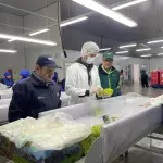 El embalaje y control de calidad de uva de mesa bajo el protocolo de Systems Approach con destino a Estados Unidos en los huertos de origen evita la fumigación de la fruta en los puertos de arribo, asegurando su conservación.