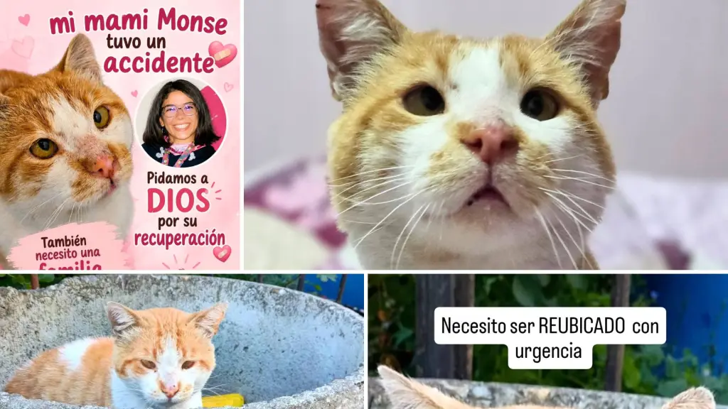 Biscochito requiere un hogar sin otros gatos debido a sus condiciones de salud. La búsqueda de una familia de acogida se concentra en Los Ángeles., Patitas Del Camino