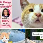Biscochito requiere un hogar sin otros gatos debido a sus condiciones de salud. La búsqueda de una familia de acogida se concentra en Los Ángeles., Patitas Del Camino