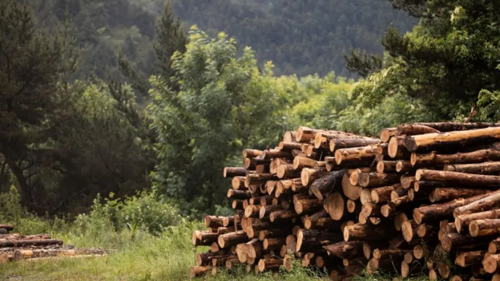 Según estimaciones de PymeMad Nacional, por cada persona plantando árboles en la actualidad, se generarán 40 puestos de trabajo en el futuro a lo largo de toda la cadena productiva.