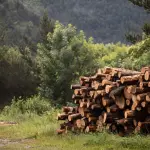 Según estimaciones de PymeMad Nacional, por cada persona plantando árboles en la actualidad, se generarán 40 puestos de trabajo en el futuro a lo largo de toda la cadena productiva.