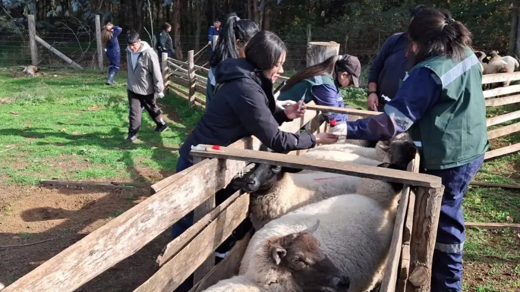 Operativo de salud animal beneficia a más de 500 animales en sector La Peña, Santa Bárbara , Municipal