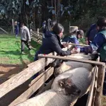 Operativo de salud animal beneficia a más de 500 animales en sector La Peña, Santa Bárbara , Municipal