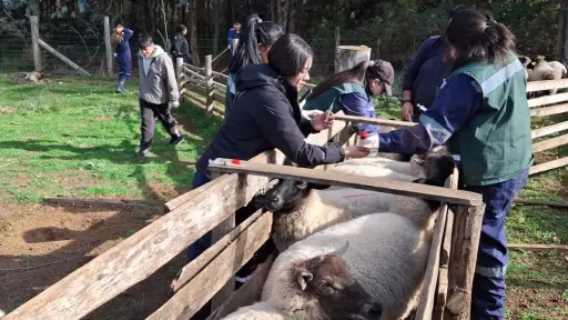 Operativo de salud animal beneficia a más de 500 animales en sector La Peña, Santa Bárbara 