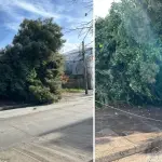 La emergencia se registró entre Tucapel y Lientur, donde el tránsito debió ser desviado debido a los daños provocados por la caída del árbol., Jeremy Valenzuela | La Tribuna