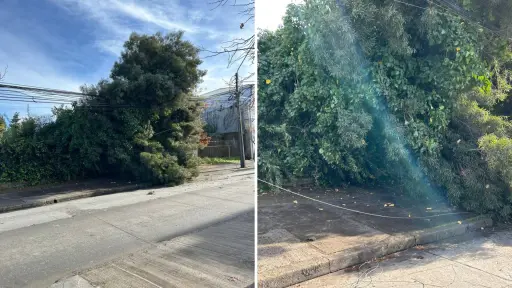 AHORA: Caída de árbol provoca corte de luz y suspensión del tránsito en pleno centro de Los Ángeles