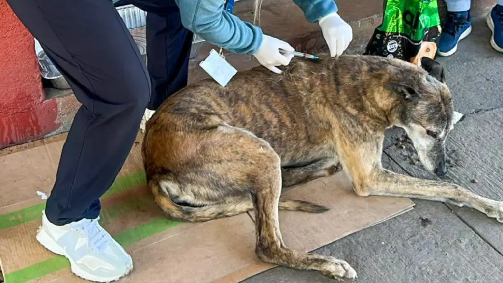 Operativo veterinario., Municipalidad de Mulchén