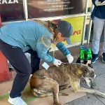 Operativo veterinario., Municipalidad de Mulchén