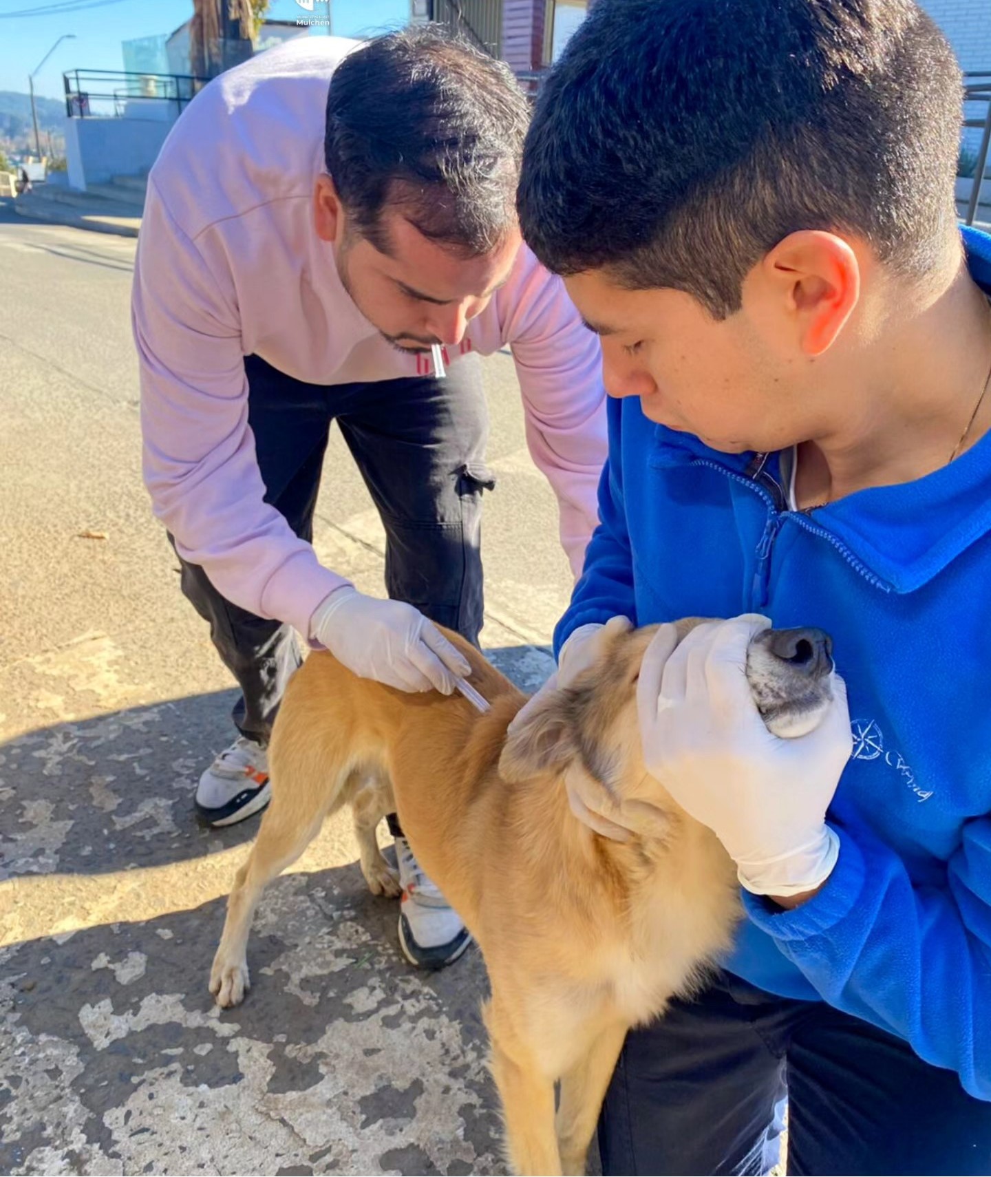 Perros  / Municipalidad de Mulchén