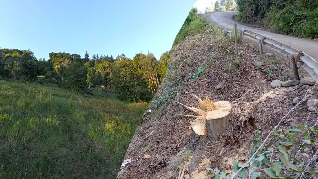 Actividad forestal en Biobío, Archivo La Tribuna