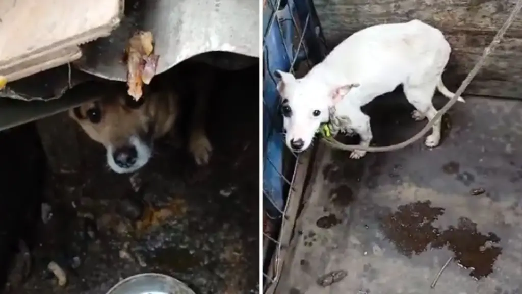 Habría matado un perro a palos: Fallido rescate animal de Los Ángeles escala a acciones judiciales, La Tribuna