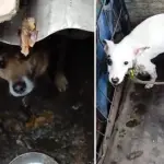 \'Habría matado un perro a palos\': Fallido rescate animal de Los Ángeles escala a acciones judiciales, La Tribuna