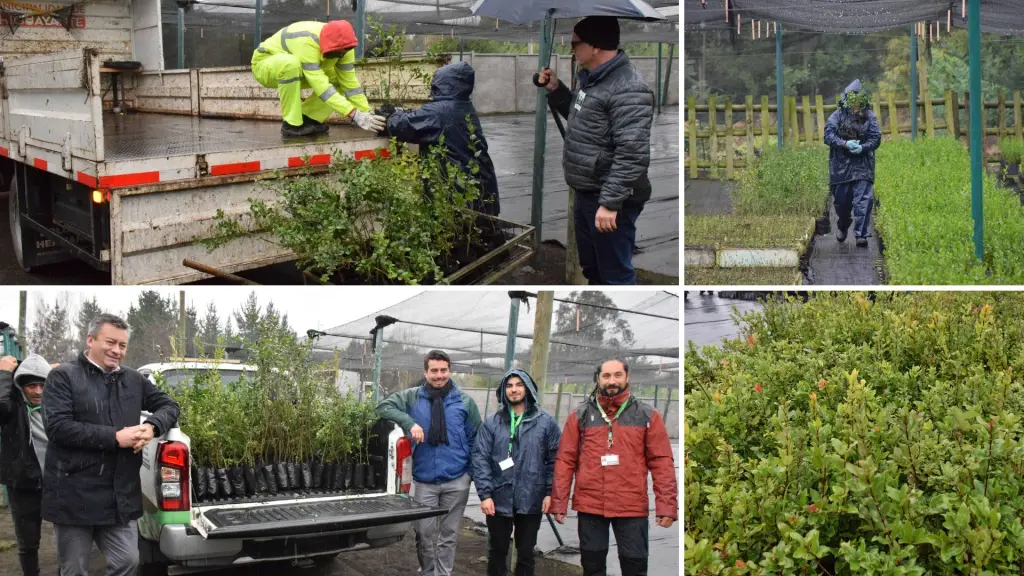 La entrega se realizó en el vivero Duqueco de Los Ángeles y benefició a diez municipios del Biobío., Fredy Muñoz | La Tribuna