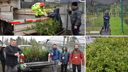 Entregan 2.000 árboles nativos a diez municipios del Biobío en vivero Duqueco de Los Ángeles