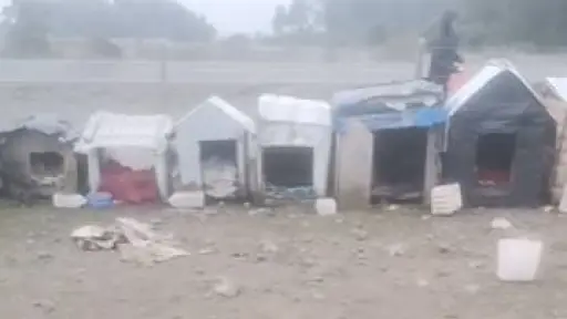 Para que sus casitas estén más bonitas: Agrupación realiza llamado para el cuidado de perritos comunitarios de Laguna Verde