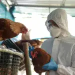Planteles de aves de corral en Los Ángeles y Negrete podrían quedar libres de cuarentena por influenza aviar, internet
