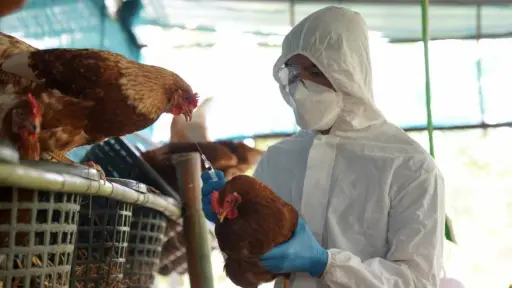 Planteles de aves de corral en Los Ángeles y Negrete podrían quedar libres de cuarentena por influenza aviar