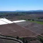 Contexto, La Tribuna