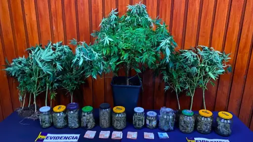 Desarticulan cultivo indoor de cannabis y detiene a hombre por tráfico de drogas en Temuco