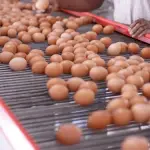 En el cierre del año 2025, el sector contabilizó más de 14,7 millones de aves de postura, generando 4.870 millones de unidades y permitiendo alcanzar un consumo histórico de 251 huevos per cápita en el país.