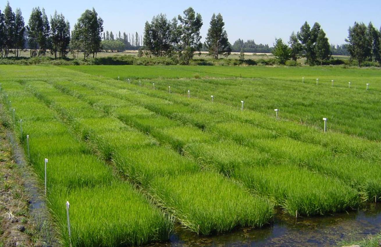 Fotografía de contexto. / Portal Agro Chile