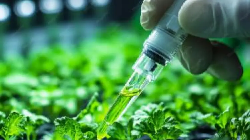 La producción semillera de exportación del país combina exigencias de control fitosanitario y trazabilidad con el desarrollo socioeconómico de las comunidades rurales locales.