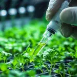 La producción semillera de exportación del país combina exigencias de control fitosanitario y trazabilidad con el desarrollo socioeconómico de las comunidades rurales locales.