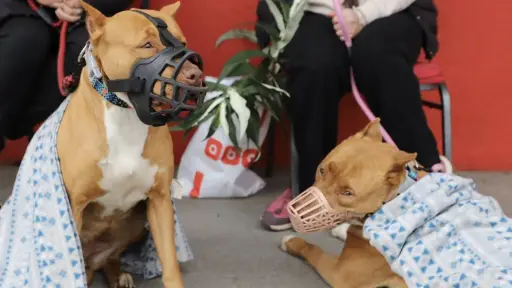 Mulchén realiza 1.000 esterilizaciones gratuitas para mascotas
