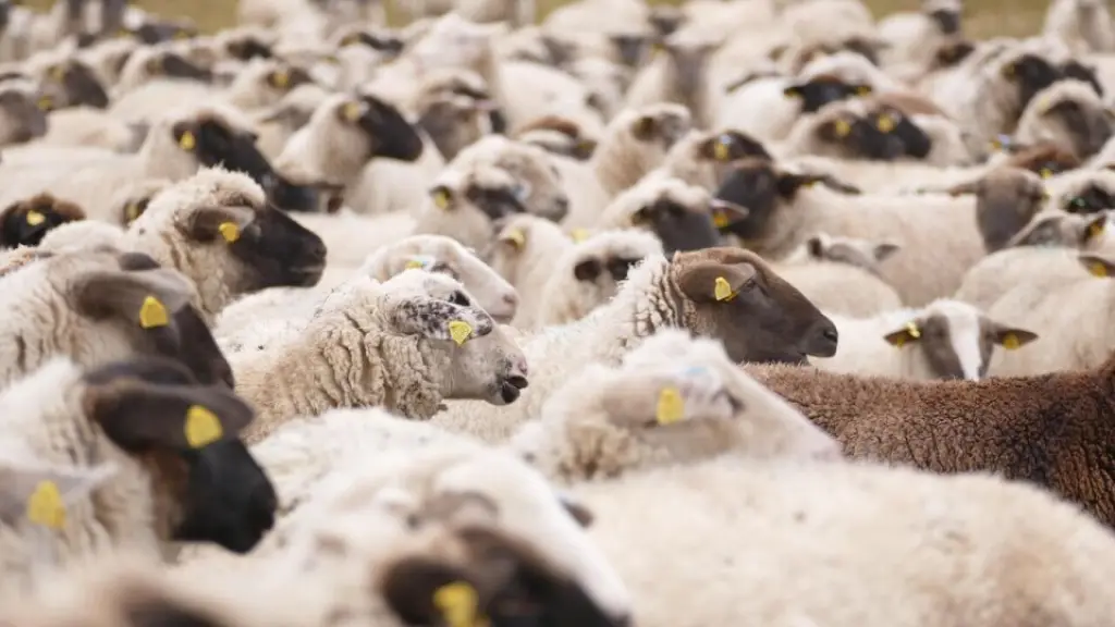 Luego de un meticuloso proceso de esquila, el producto se despacha crudo hacia gigantescos mercados como China, Europa e India, destacando por su llamativa blancura y su cotizado uso en prendas de alta moda.