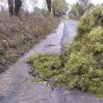 Caída de árboles y cortes de luz se han registrado en la comuna de Santa Bárbara, Municipalidad de Santa Bárbara
