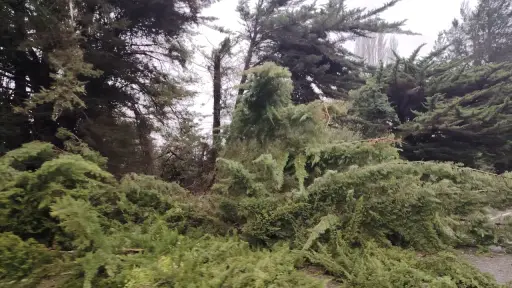 Fuertes lluvias y viento provocan múltiples emergencias en Los Ángeles