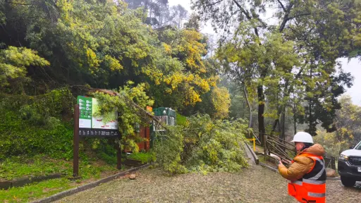 Sistema frontal mantiene cerrados tres parques urbanos del Biobío por daños provocados por el viento