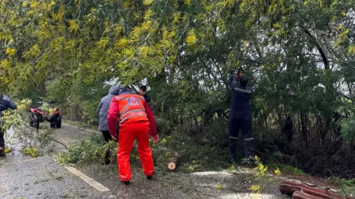 Sistema frontal deja cortes de luz, árboles caídos y afectación de caminos en comunas de la provincia de Biobío