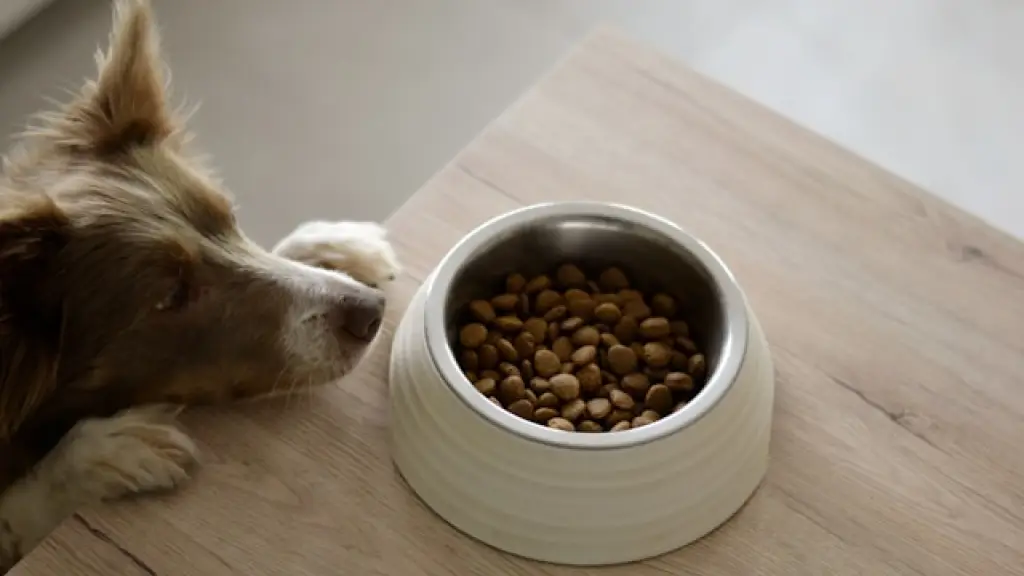 La alimentación es clave para un mejor estilo de vida a tu mascota, Bravery 